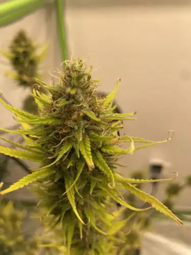 Bruce Banner Feminised Seeds photo review