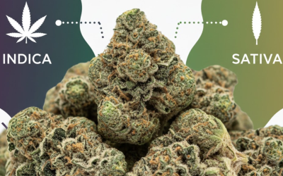 Is Gorilla Glue Indica or Sativa?