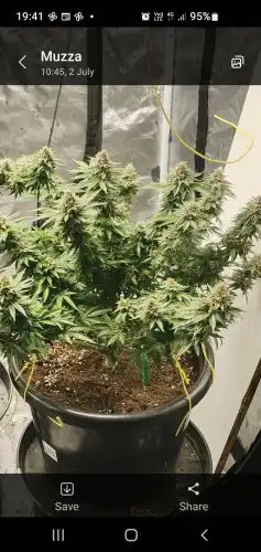 Auto Bruce Banner Feminised Seeds photo review