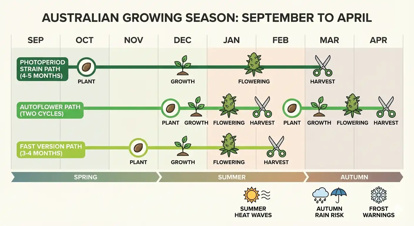 Australian cannabis growing season timeline comparing photoperiod, autoflower and fast version flowering times from spring to autumn