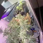 Bruce Banner Feminised Seeds photo review