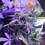 Bruce Banner Feminised Seeds photo review