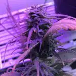 Bruce Banner Feminised Seeds photo review
