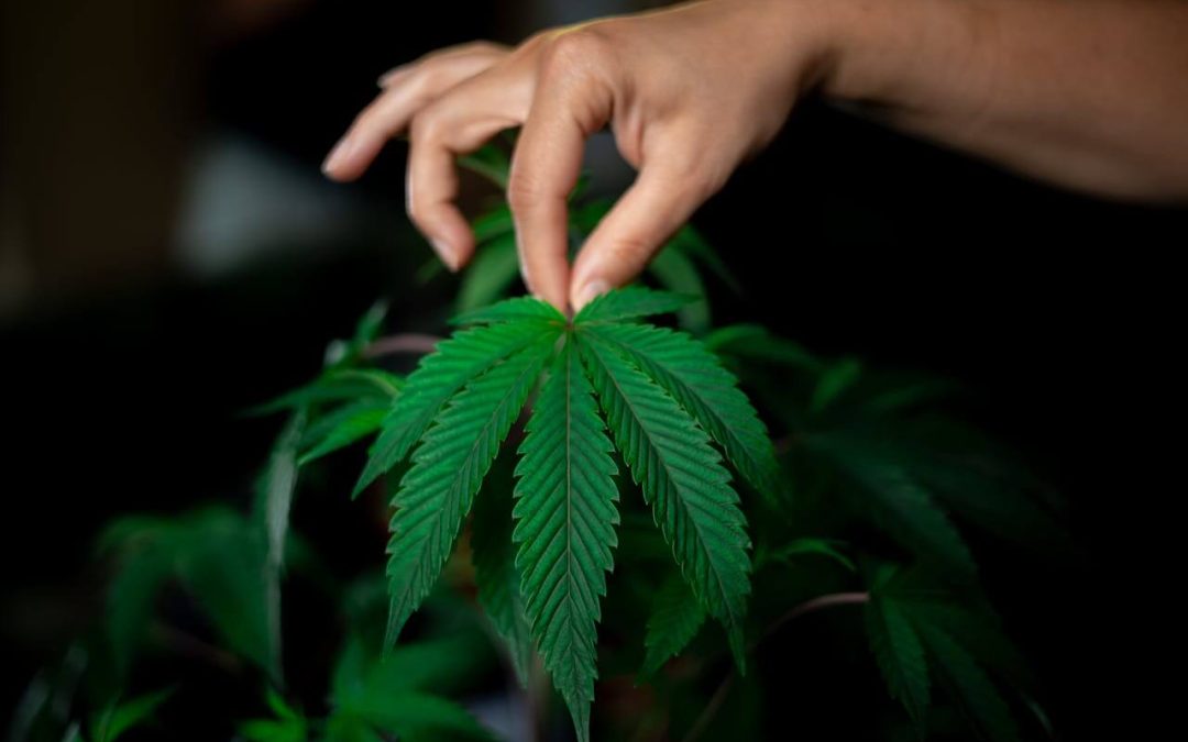 What Nutrients Should I Give Autoflower Plants?