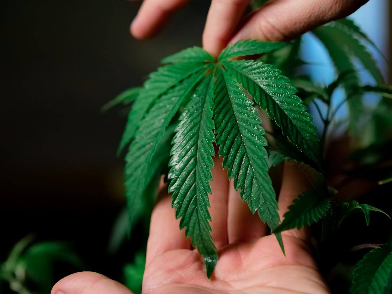 A healthy autoflower cannabis plant in a pot with a hand gently holding a leaf, showing its vibrant green color.
