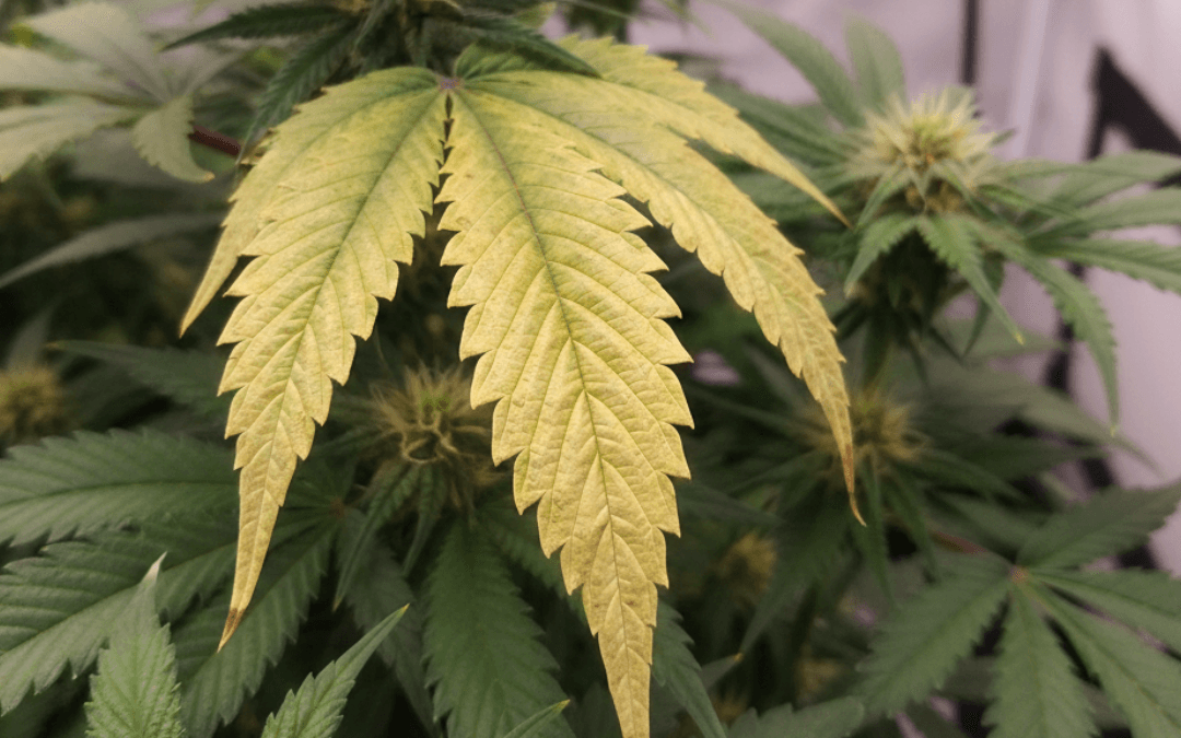 Why Are My Cannabis Leaves Turning Yellow?