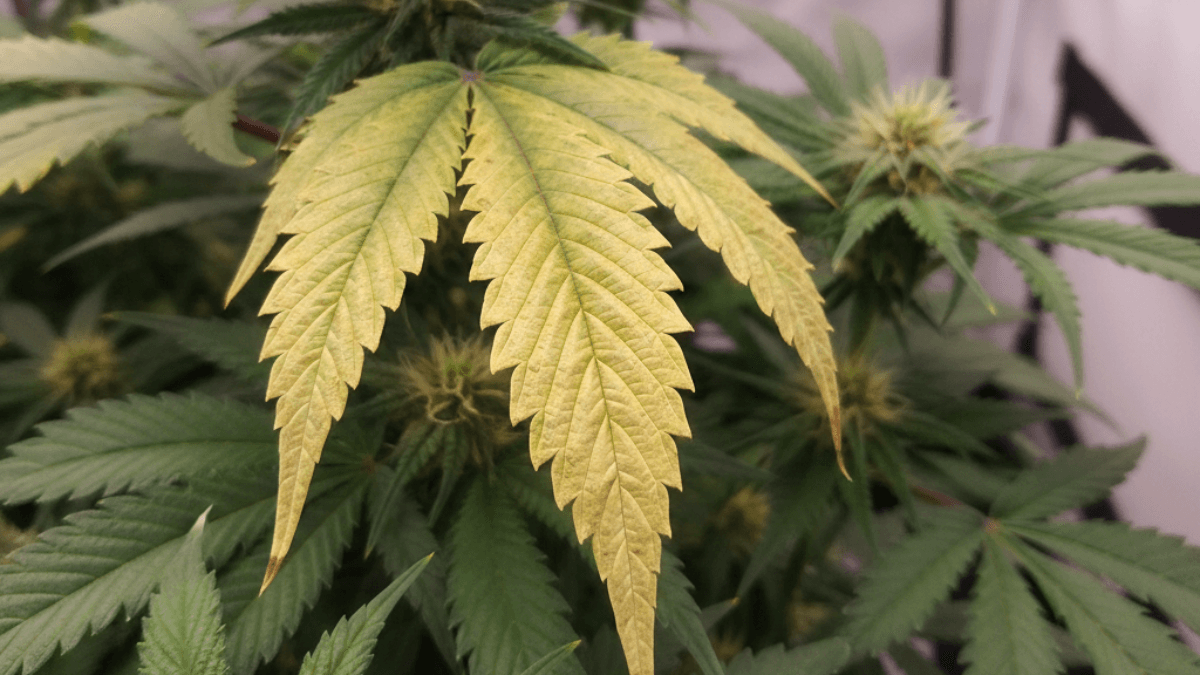 A close-up of a cannabis plant with a single yellowing leaf, contrasting with the healthy green leaves around it.