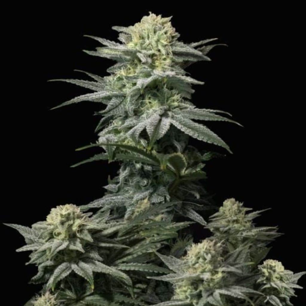 gorilla glue fast version mature plant