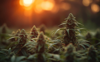 Bruce Banner Harvest Guide Australia