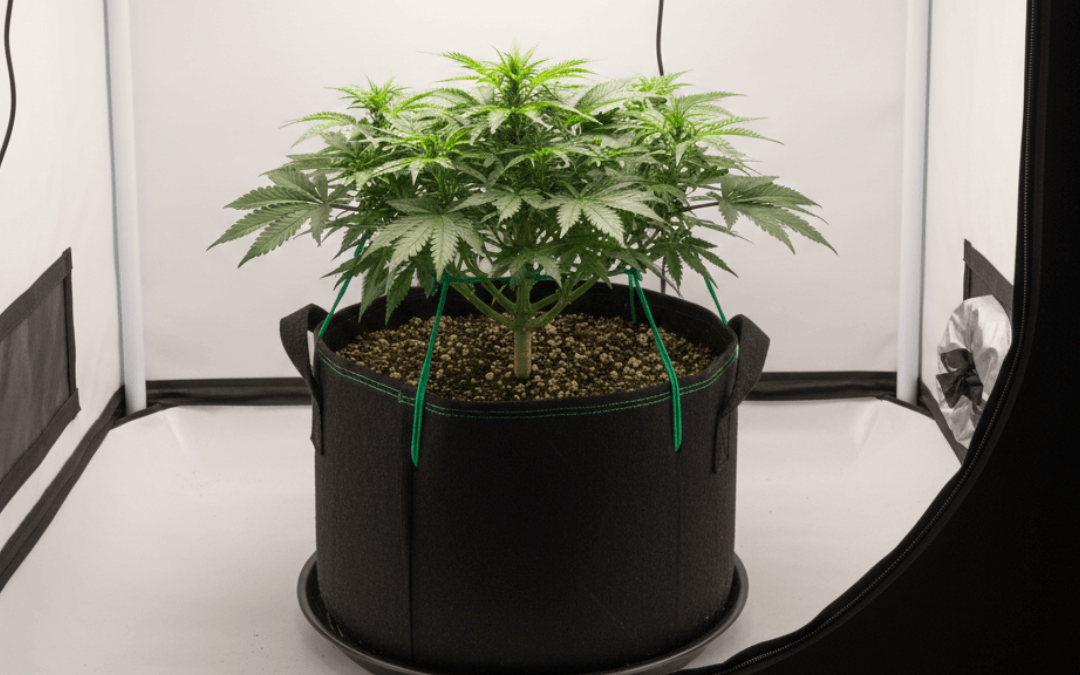 Growing Cannabis in Small Spaces: A Complete Guide