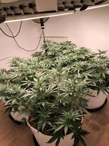 Fat Bastard Feminised Seeds photo review