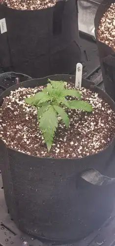 Auto Gorilla Zkittlez Feminized Seeds photo review