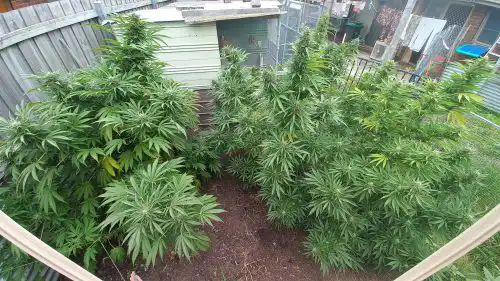 Fat Bastard Feminised Seeds photo review