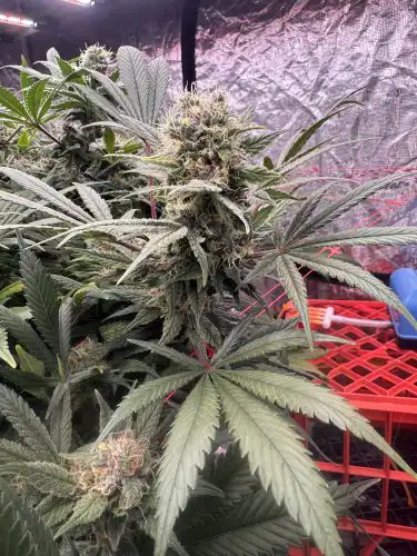 Fat Bastard Feminised Seeds photo review