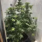 Gorilla Zkittlez Feminized Seeds photo review