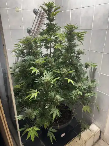 Click to view full screen Gorilla Zkittlez Feminized Seeds photo review