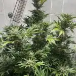 Gorilla Zkittlez Feminized Seeds photo review