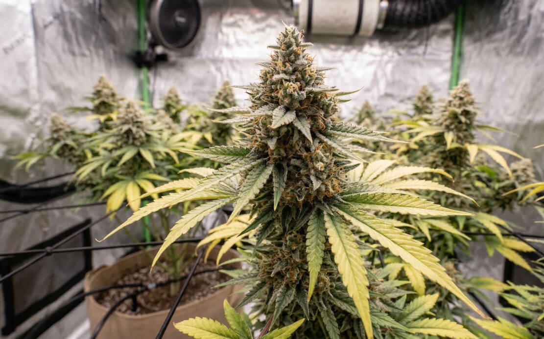 Cannabis plant showing harvest signals including brown pistils dense buds and leaf fade