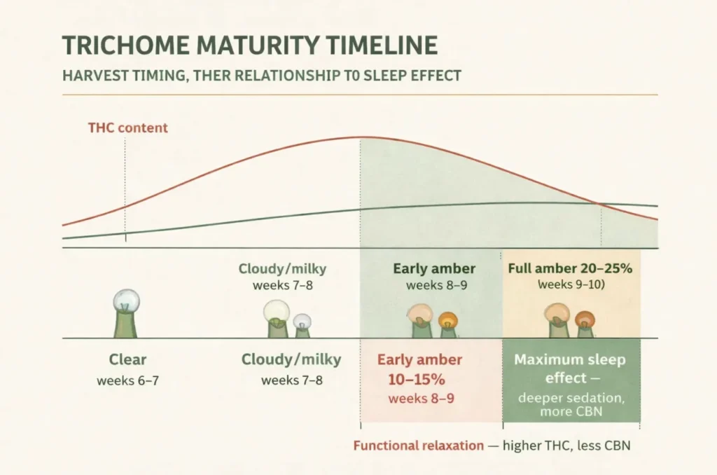 Trichome maturity timeline showing THC and CBN curves across harvest stages — full amber 20–25% produces maximum sleep effect through higher CBN content