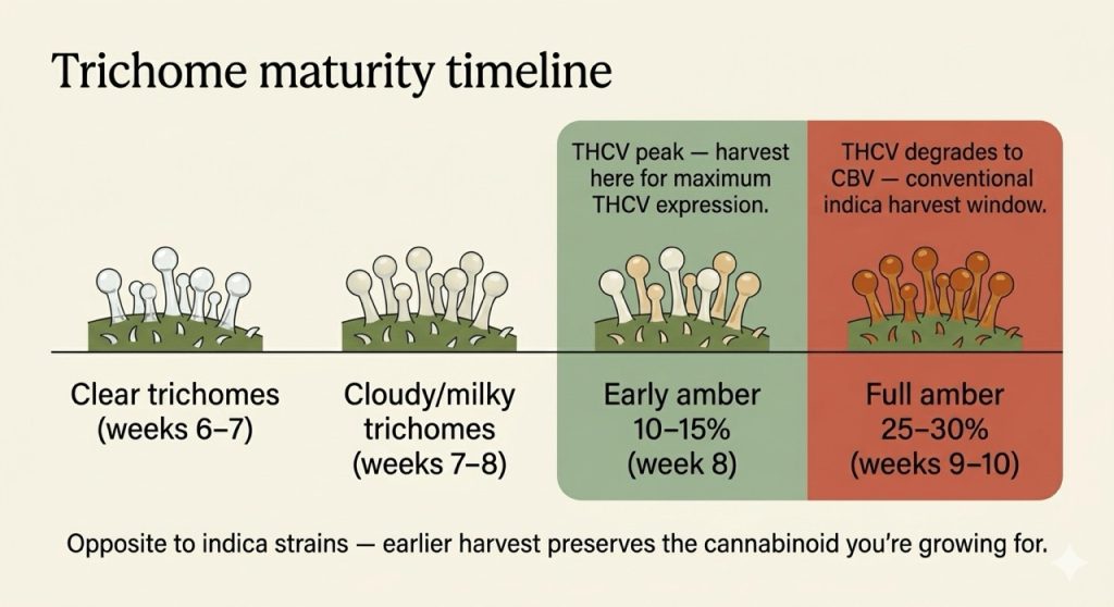Trichome maturity timeline for Durban Poison showing optimal THCV harvest window at 10–15% amber before cannabinoid degrades to CBV
