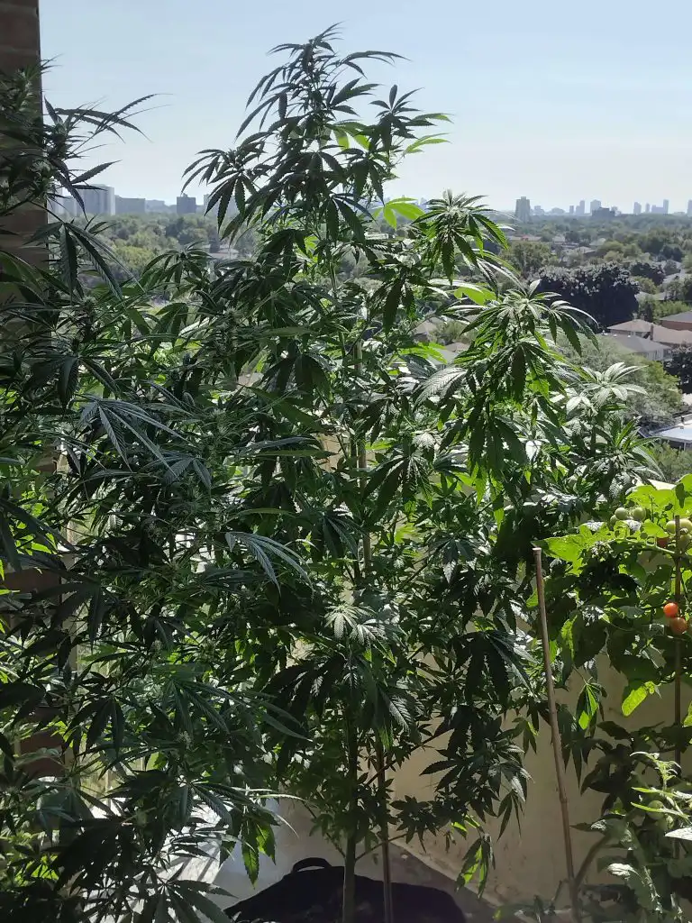 Fat Bastard feminised cannabis cola showing dense bud structure and resin coverage characteristic of Blimburn's Goldmember × Monkey Spunk genetics