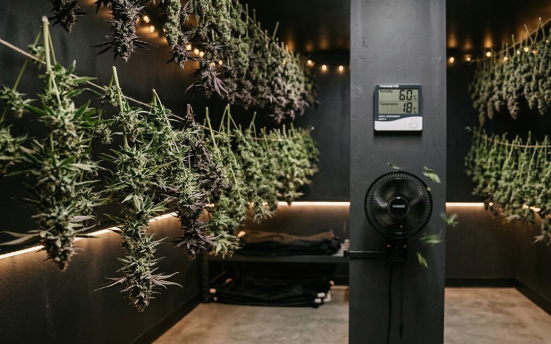 The Complete Guide to Drying Cannabis: Avoiding the #1 Mistake Australian Growers Make