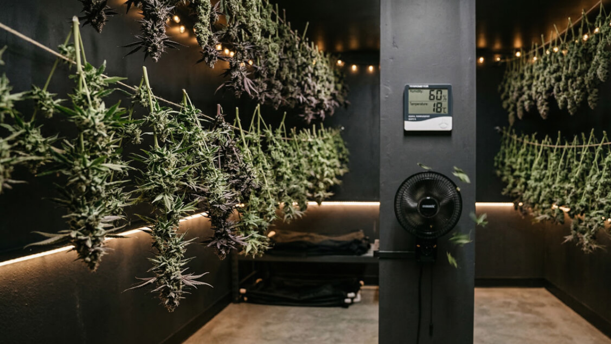 Cannabis buds hanging upside down to dry in a dark, temperature-controlled drying room with proper airflow.