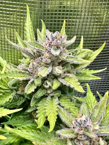 Auto Gorilla Zkittlez Feminized Seeds photo review