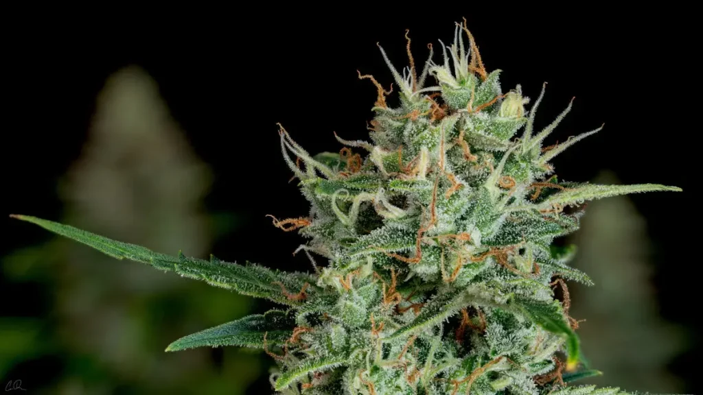 orthern Lights cannabis bud showing heavy white trichome coverage and orange pistils in late flower
