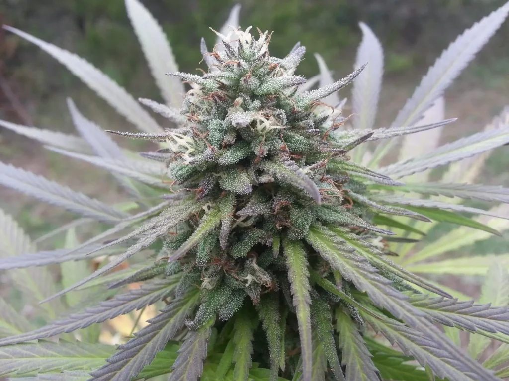 Northern Lights outdoor cannabis bud showing purple phenotype expression from cool night temperatures in late flower