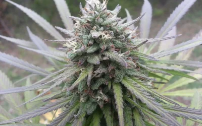 Northern Lights Strain Review: The Classic Indica Explained