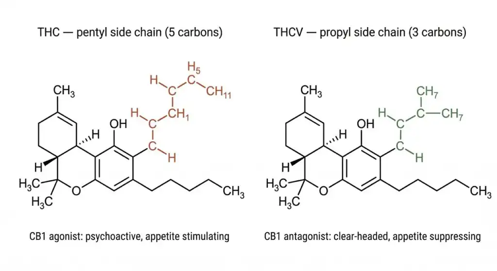 Molecular structure comparison of THC and THCV showing the shorter propyl side chain in THCV that produces opposite effects at the CB1 receptor