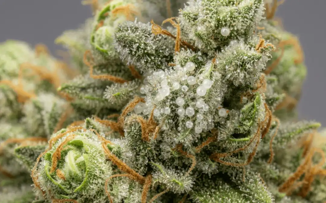 When to Harvest Cannabis in Australia: Reading Your Plant’s Signals (Not Just Trichomes)