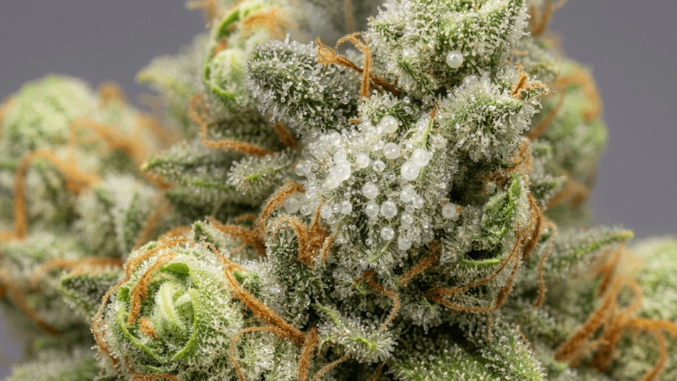 Cannabis trichomes showing clear, cloudy, and amber stages for harvest timing