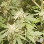 Auto Fat Bastard Feminized Seeds photo review