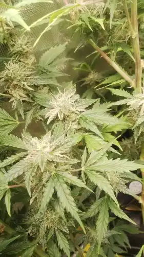 Click to view full screen Auto Fat Bastard Feminized Seeds photo review