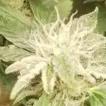 Auto Fat Bastard Feminized Seeds photo review