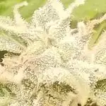 Auto Fat Bastard Feminized Seeds photo review