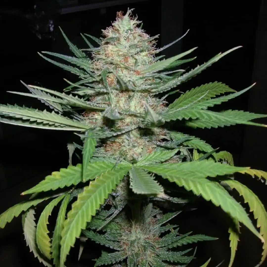 auto fat bastard feminised seeds australia single cola close up trichomes orange pistils black background