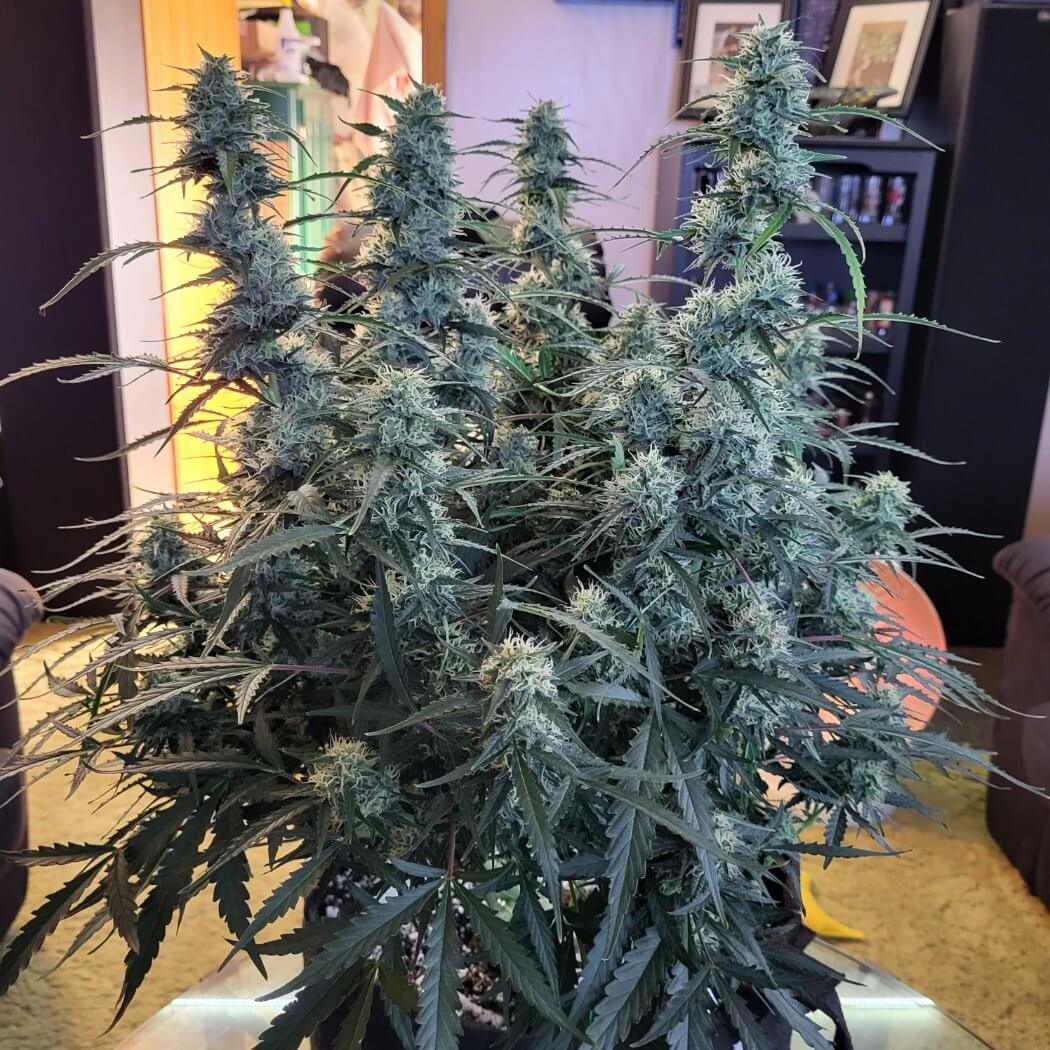 auto fat bastard feminised seeds australia multi cola indoor late flower dense bushy structure