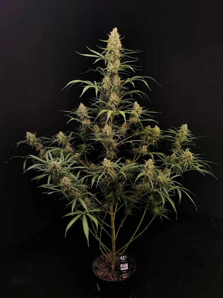 auto jack herer feminised seeds australia full plant sativa structure multiple colas black background