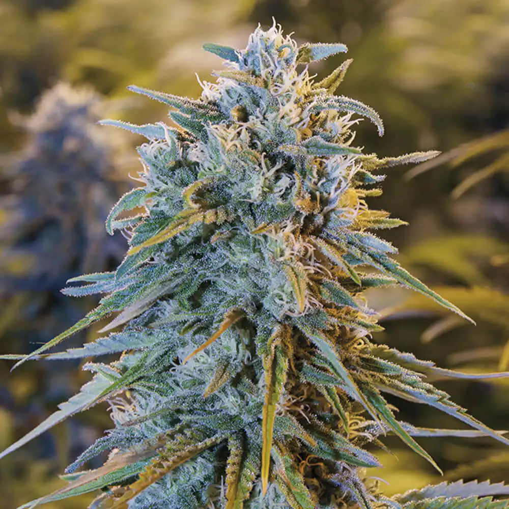 Blue Dream cannabis cola showing characteristic blue-green colouration, dense white trichome coverage and sativa bud structure