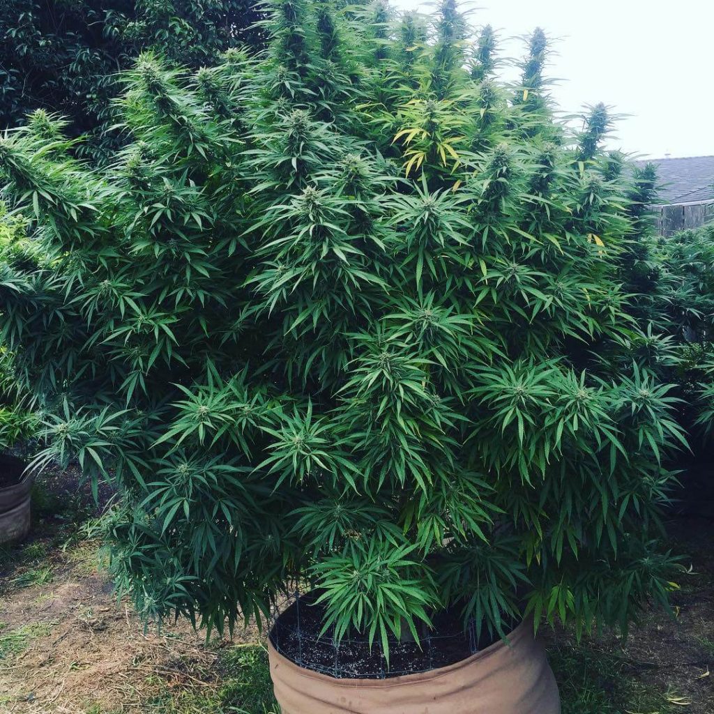 Blue Dream cannabis plant grown outdoors in a large fabric pot showing characteristic sativa height and dense multi-cola structure at harvest
