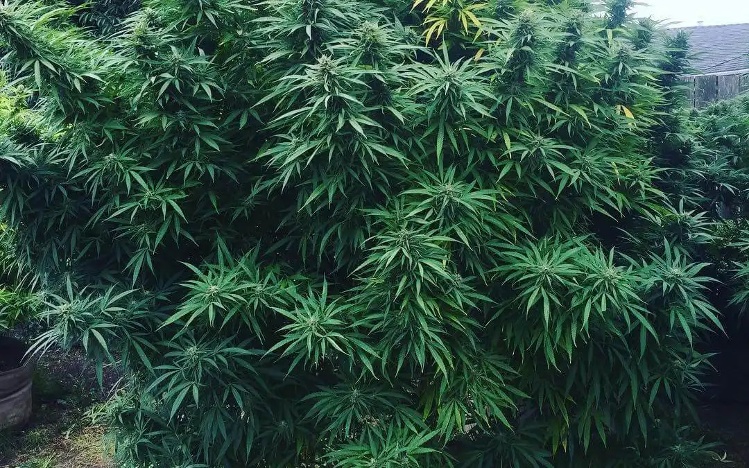 Blue Dream Strain Review — Grow Guide for Australian Growers