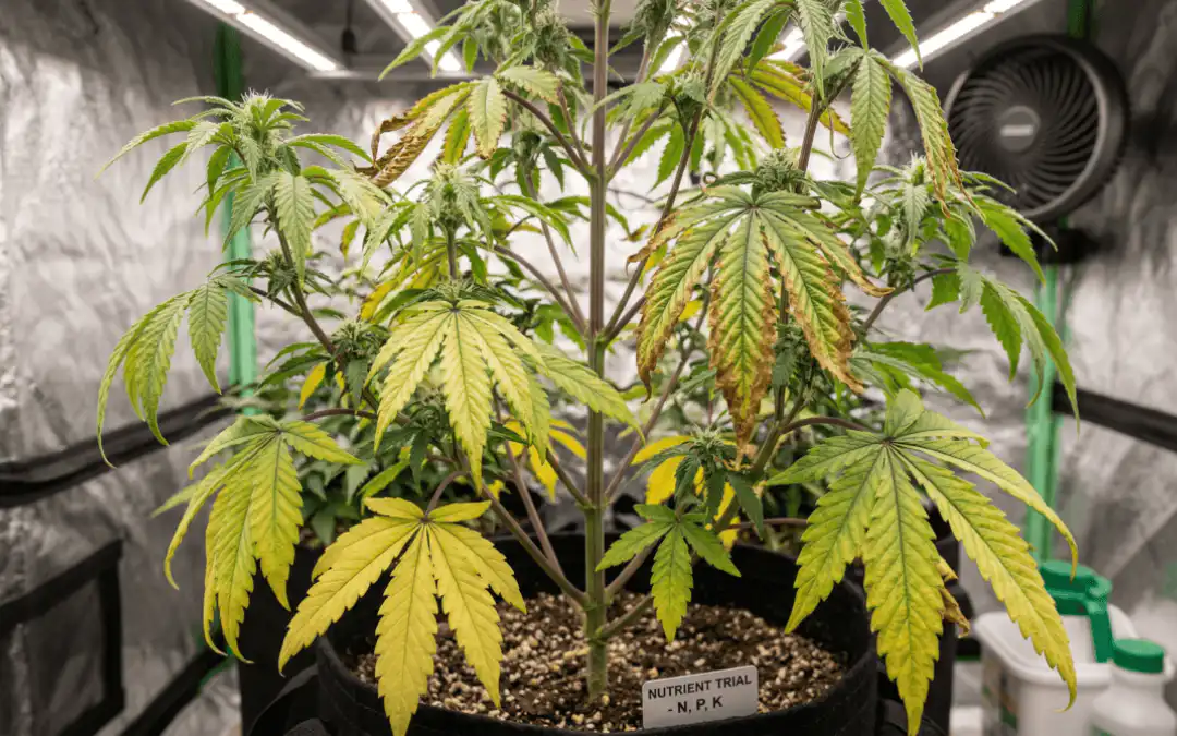 Cannabis Nutrient Deficiencies: How to Diagnose and Fix Them