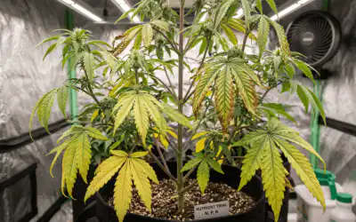 Cannabis Nutrient Deficiencies: How to Diagnose and Fix Them