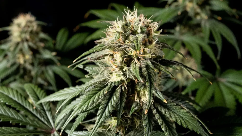 Jack Herer feminised cannabis cola close up showing trichomes and orange pistils on sativa structure