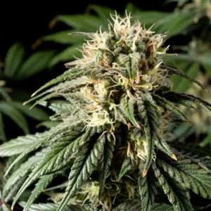 jack herer feminised seeds australia close up cola trichomes orange pistils sativa structure