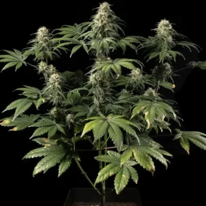 jack herer feminised seeds australia full plant tall sativa structure multiple colas late flower