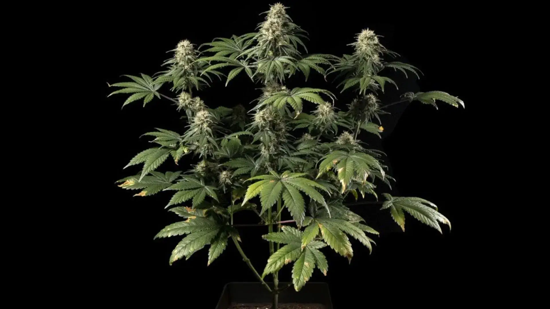 jack herer feminised seeds australia full plant tall sativa structure multiple colas late flower